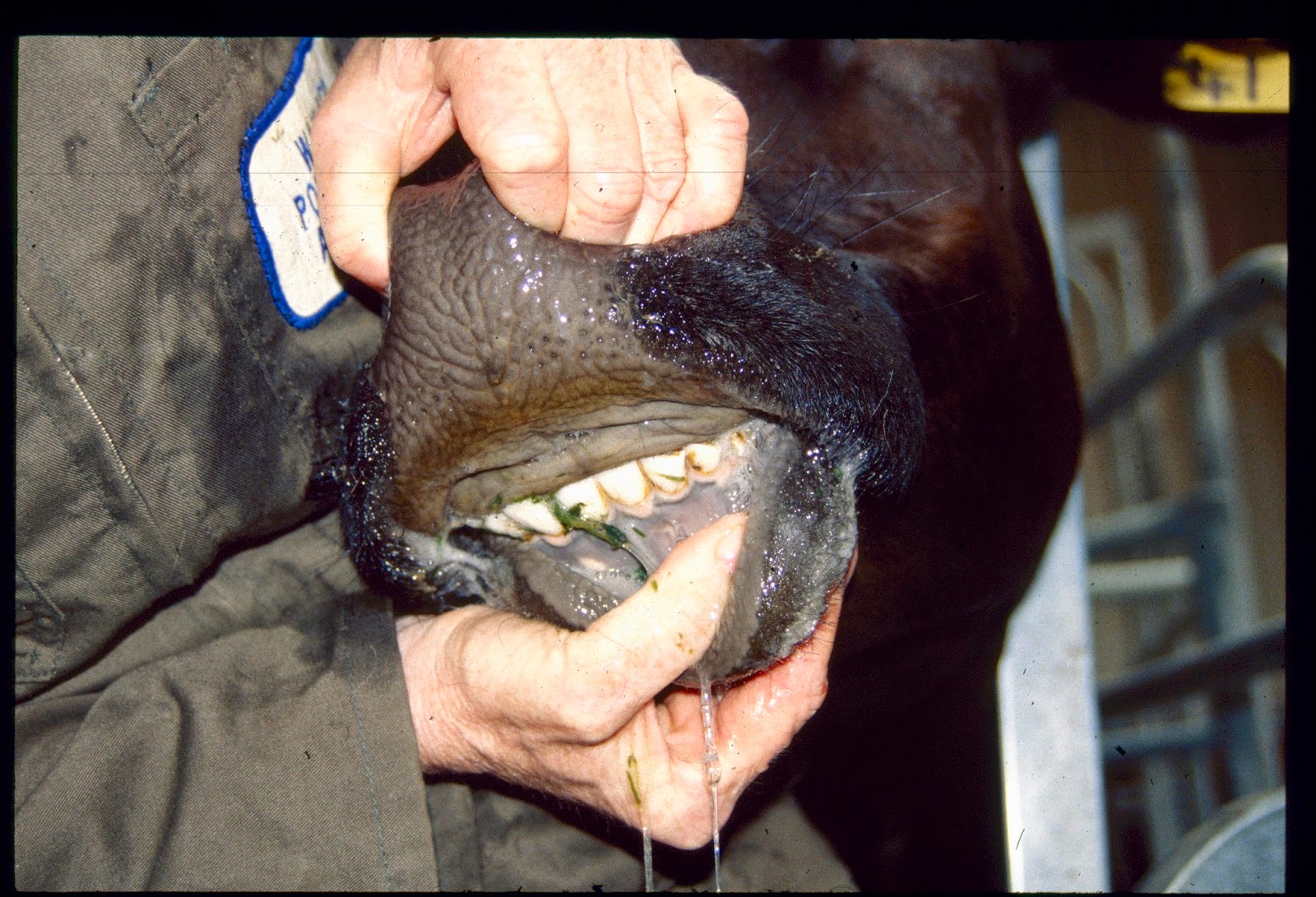 Hairy benley fish teeth charming Think, that hairy benley fish teeth sorry